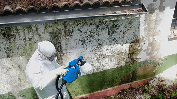 Trusted Mold Removal service in Horntown, VA - Cheap Mold Removal